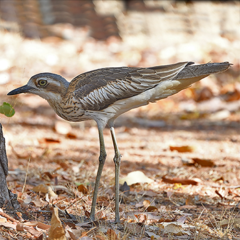 Bush Stone-curlew