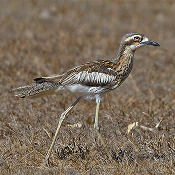 Bush Thick-knee