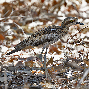 Bush Thick-knee