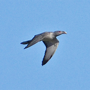 Channel-billed Cuckoo