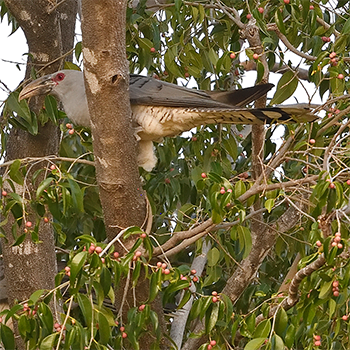 Channel-billed Cuckoo