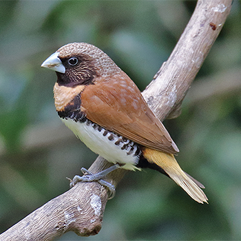 Chestnut-breasted Munia