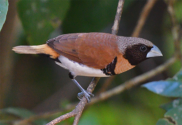 Chestnut-breasted Munia