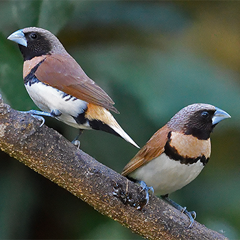 Chestnut-breasted Munias