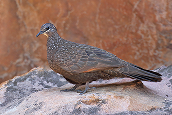 Chestnut-quilled Rock-pigeon