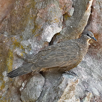 Chestnut-quilled Rock Pigeon
