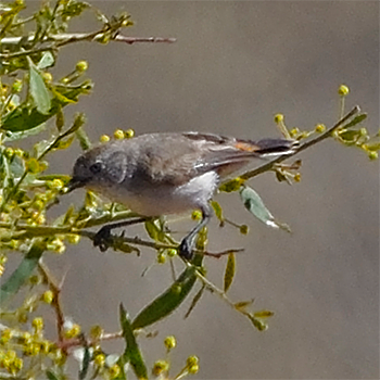 Chestnut-rumped Thornbill