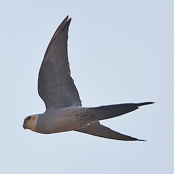 Cockatiel