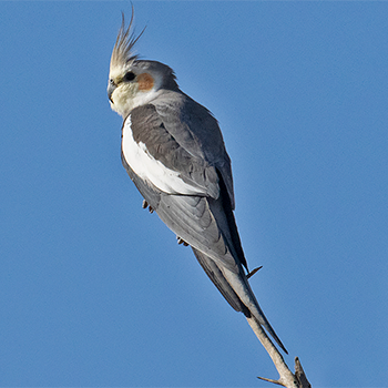 Cockatiel