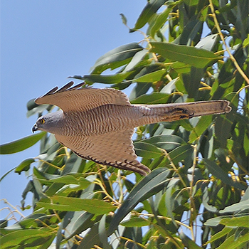 Collared Sparrowhawk