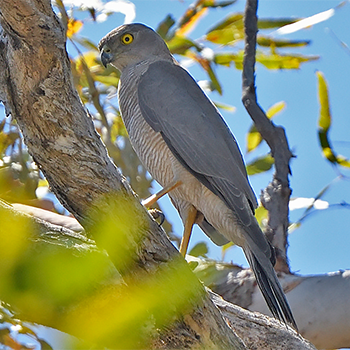 Collared Sparrowhawk