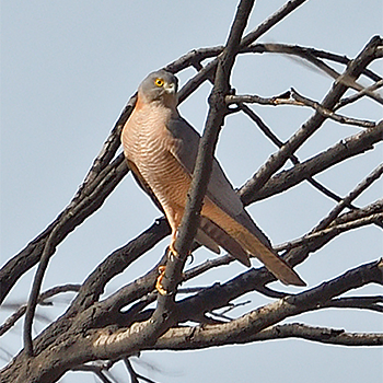 Collared Sparrowhawk