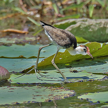 Comb-crested Jacana