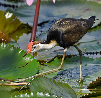 Comb-crested Jacana