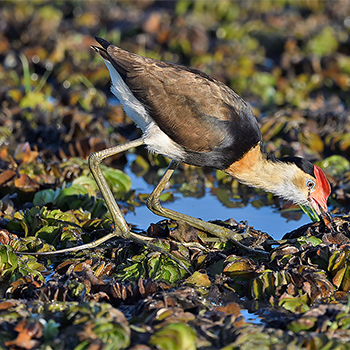 Comb-crested Jacana