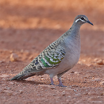 Common Bronzewing
