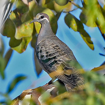 Common Bronzewing