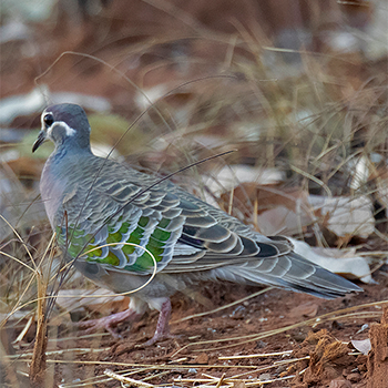 Common Bronzewing