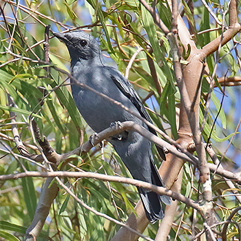 Common Cicadabird