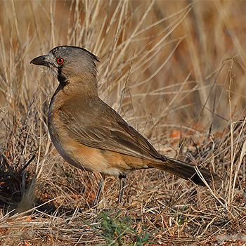 Crested Bellbird