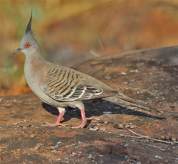 Crested Pigeon