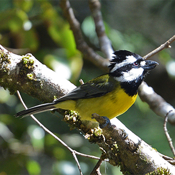Crested Shrike-tit