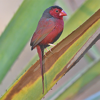 Crimson Finch