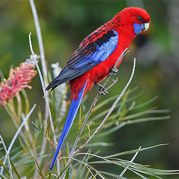 Crimson Rosella