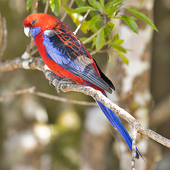 Crimson Rosella