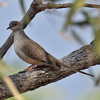 Diamond Dove