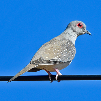 Diamond Dove
