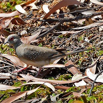 Diamond Dove