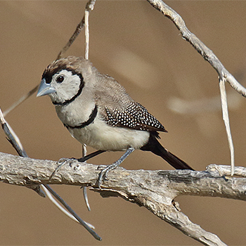 Double-barred Finch