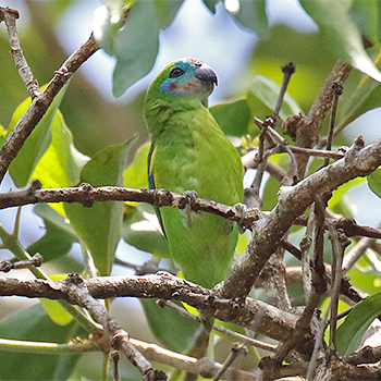 Double-eyed Fig-parrot
