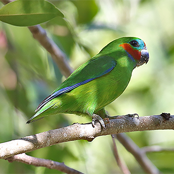 Double-eyed Fig-parrot