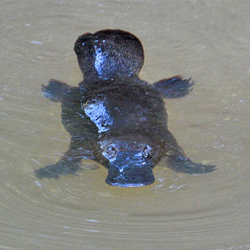 Duck-billed Platypus