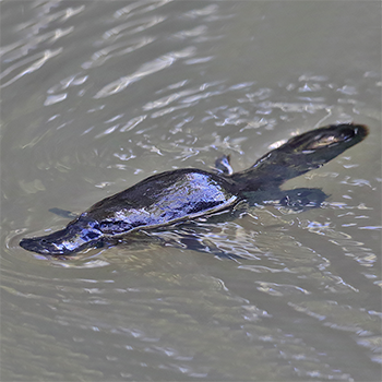 Duck-billed Platypus