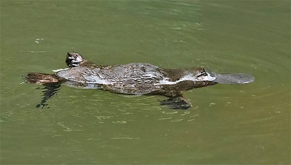 Duck-billed Platypus