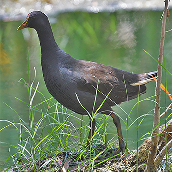 Dusky Moorhen