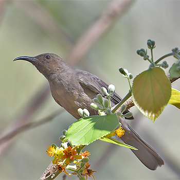 Dusky Myzomela