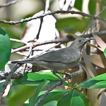 Dusky Myzomela