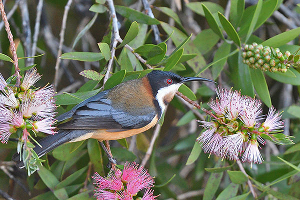 Eastern Spinebill