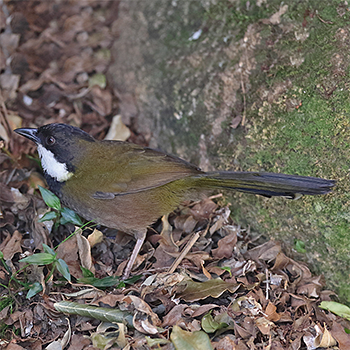 Eastern Whipbird