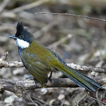 Eastern Whipbird