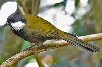 Eastern Whipbird