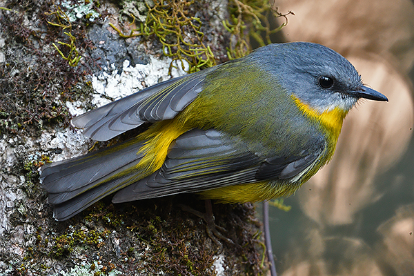 Eastern Yellow Robin
