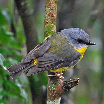 Eastern Yellow Robin