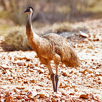 Emu