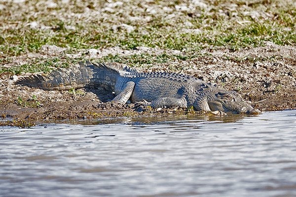 Estuarine Crocodile
