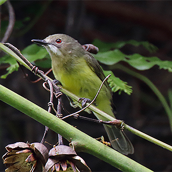Fairy Gerygone
